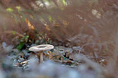Umber-zoned ringless Amanita (Amanita battarrae), Uncommon mushroom, Toxic raw, Landes, France.