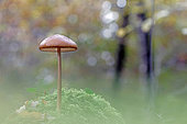 Deep root mushroom (Hymenopellis radicata), Mushroom growing on dead wood, here a moss-covered stump, Landes, France.