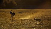 Black backed jackal (Canis mesomelas) and Springbok (Antidorcas marsupialis) in Kgalagadi transfrontier park, South Africa
