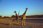 Two Giraffes (Giraffa camelopardalis) standing in desert area at dawn in Kgalagadi transfrontier park, South Africa