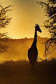 Giraffe (Giraffa camelopardalis) front view at sunset in Kgalagadi transfrontier park, South Africa
