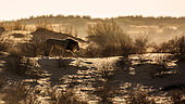 African lion (Panthera leo) male walking in sand dune at sunrise in Kgalagadi transfrontier park, South Africa