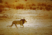 African lion (Panthera leo) male walking at sunrise in dry land in Kgalagadi transfrontier park, South Africa