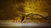 African lion (Panthera leo) male walking at sunrise in dry land in Kgalagadi transfrontier park, South Africa