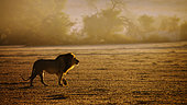 Majestic African lion (Panthera leo) male walking and roaring at dawn in Kgalagadi transfrontier park, South Africa