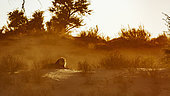 African lion (Panthera leo) male lying down at sunrise in Kgalagadi transfrontier park, South Africa