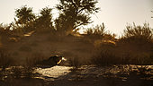 African lion (Panthera leo) male lying down and roaring at sunrise in Kgalagadi transfrontier park, South Africa