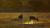 Two Springbok (Antidorcas marsupialis) grazing at dawn in Kgalagari transfrontier park, South Africa