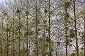 Trees covered with mistletoe in spring, Somme, France