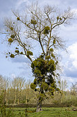 Tree covered with mistletoe in spring, Somme, France