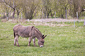 Grey donkey in a meadow, Somme, France