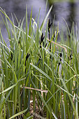 Black sedge (Carex nigra) at the edge of a stream in spring, Somme, France