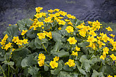 Yellow marsh marigold (Caltha palustris) in bloom in spring, Somme, France