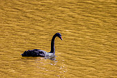 Black swan (Cygnus atratus) on a pond in spring, Moselle, France