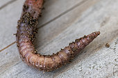 Earthworm (Lumbricus terrestris) tip, Pas de Calais, France