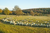 A herd of sheep, domestic sheep, grazing, Rhön Biosphere Reserve, Thuringia, Germany, Europe