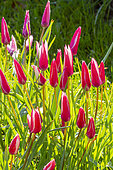 Tulipes de l'Ecluse (Tulipa clusiana) 'Peppermint Stick', en lfeurs