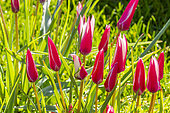 Tulipes de l'Ecluse (Tulipa clusiana) 'Peppermint Stick', en lfeurs