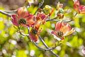 Flowering Dogwood (Cornus florida) 'Cherokee Sunset, flowers