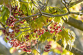 Erable du Japon (Acer japonicum) 'Aconitifolium' en fleurs