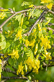 Siberian peashrub (Caragana arborescens) 'Pendula', in bloom