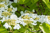 Doublefile Viburnum (Viburnum plicatum f. tomentosum) 'Mariesii', flowers