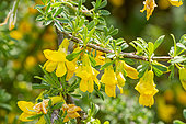 Pygmy Peashrub (Caragana aurantiaca) in bloom