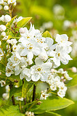 Lemoine's Deutzia (Deutzia lemoinei), flowers