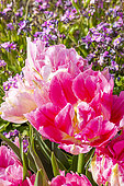 Tulipe Double hâtive 'Peach Blossom' et Myosotis des Alpes (Myosotis alpestris) 'Grand Roi des Carmins', fleurs