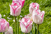 Triumph Tulip 'Shirley', flowers