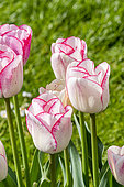 Tulipe Triomphe 'Shirley', fleurs