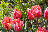 Tulipe Triomphe 'Pretty Princess', fleurs