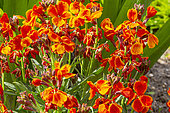 Wallflower (Erysimum cheiri) 'Scarlet Bedder', flowers