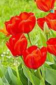 Tulipe hybride de Darwin 'Apeldoorn', fleurs