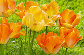 Daydream Darwin Hybrid Tulip, flowers