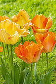 Daydream Darwin Hybrid Tulip, flowers