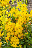Wallflower (Erysimum cheiri) 'Grande Monarque jaune d'Or', in bloom