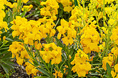 Wallflower (Erysimum cheiri) 'Grande Monarque jaune d'Or', in bloom