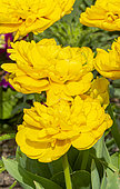 Triumph Tulip 'Yellow Mountain', flowers