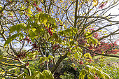Erable du Japon (Acer japonicum) 'Aconitifolium' au printemps