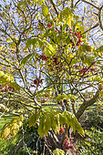 Erable du Japon (Acer japonicum) 'Aconitifolium' au printemps
