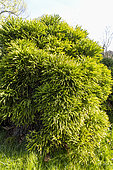 Japanese Cedar (Cryptomeria japonica) 'Spiralis'