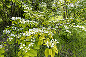 Doublefile Viburnum (Viburnum plicatum f. tomentosum) 'Mariesii', in bloom