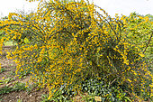 Golden Barberry (Berberis stenophylla) in bloom