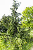 Yellow Cypress (Chamaecyparis nootkatensis) 'Pendula'