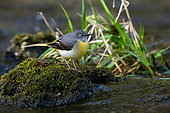 Grey wagtail (Motacilla cinerea) perched on a stone, England