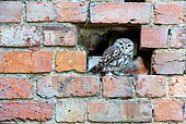 Little owl (Athena noctua) perched inside a hole in a wall, England