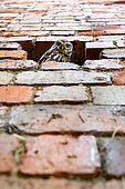 Little owl (Athena noctua) perched inside a hole in a wall, England