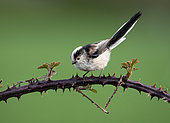 Long-tailed tit (Aegithalos caudatus) perched on a bramble branch, England