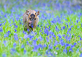Muntjack deer (Muntiacus reevesi) standing amongst bluebell and licking his noze, England